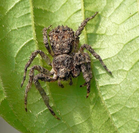 Crab spiders, Thomisidae